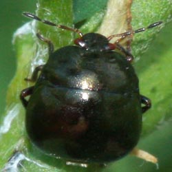 Coptosoma scutellatum